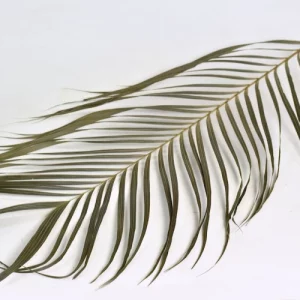 Stabilizovaný palmový list Areca