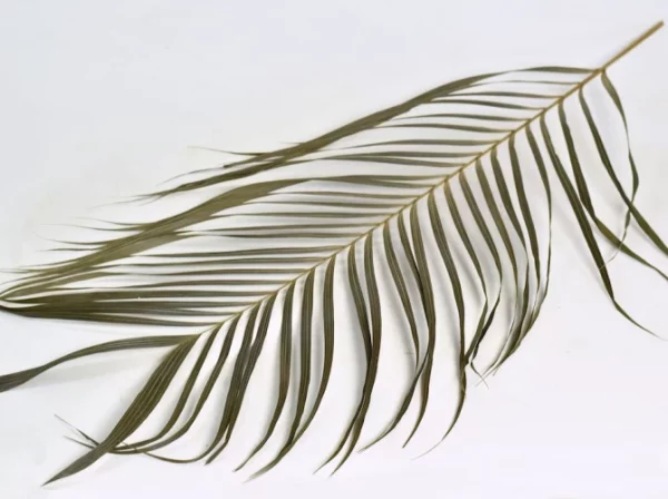 Stabilizovaný palmový list Areca