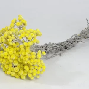 Sušená Helichrysum Immortelle žtá