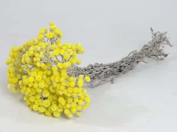 Sušená Helichrysum Immortelle žtá