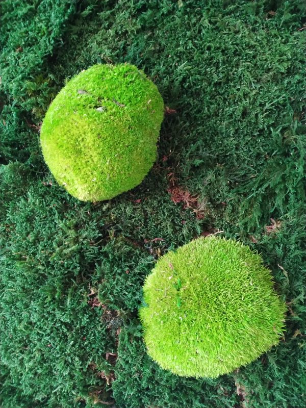 Machový obraz Plochý mach a Ball Moss
