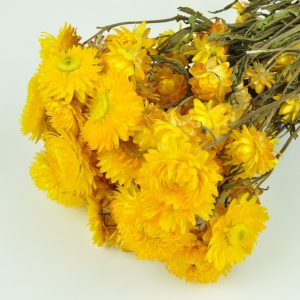 Sušená Helichrysum žltá