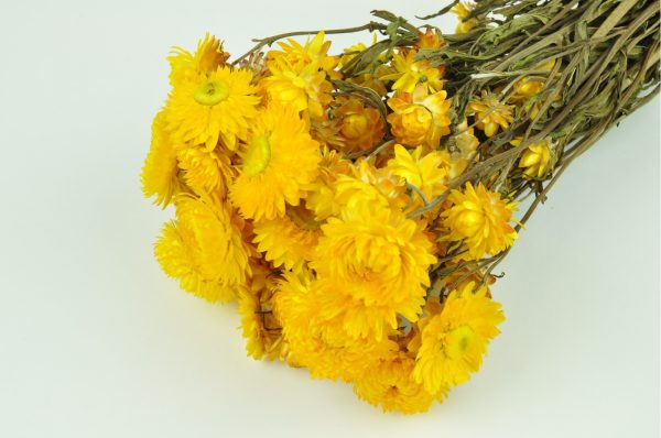 Sušená Helichrysum žltá