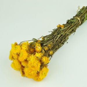Sušená Helichrysum žltá