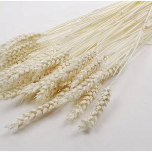 Sušená pšenica krémová