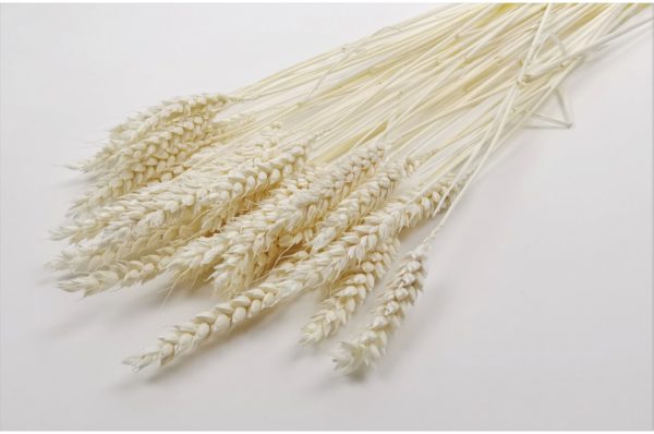 Sušená pšenica krémová
