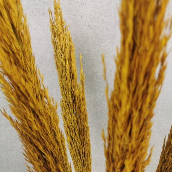 Sušená tráva Arundo žltá