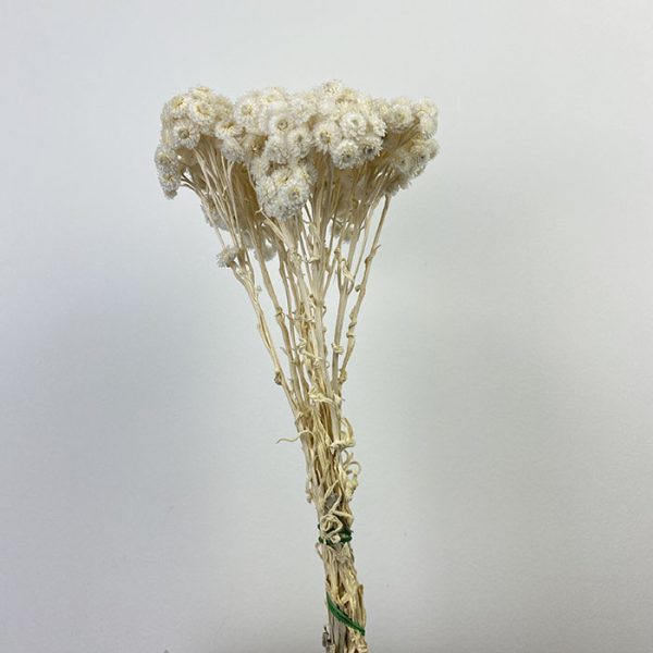 Sušená Helichrysum Immortelle krémová