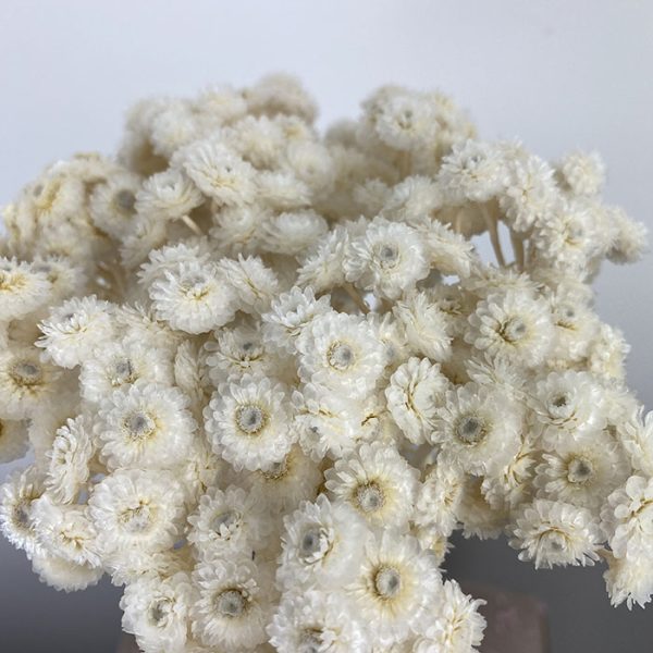 Sušená Helichrysum Immortelle krémová