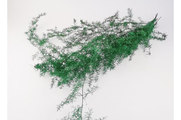 Stabilizovaný Asparagus zelená