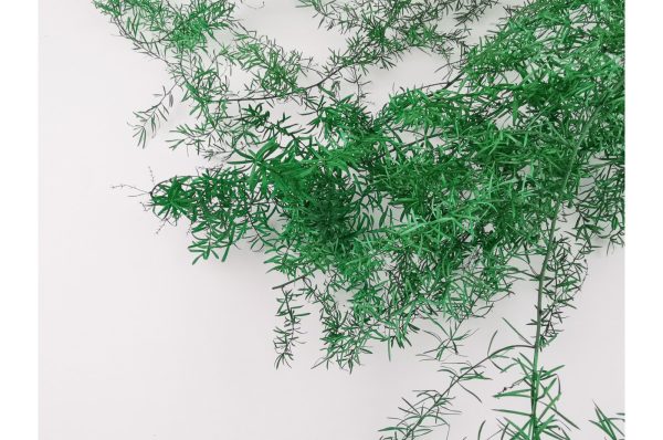 Stabilizovaný Asparagus zelená