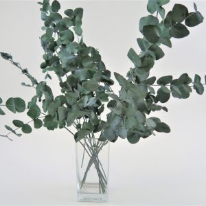stabilizovany eukalyptus Cinerea zelena