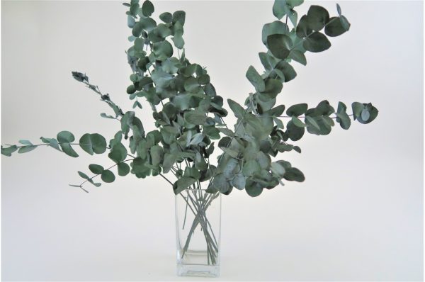 stabilizovany eukalyptus Cinerea zelena