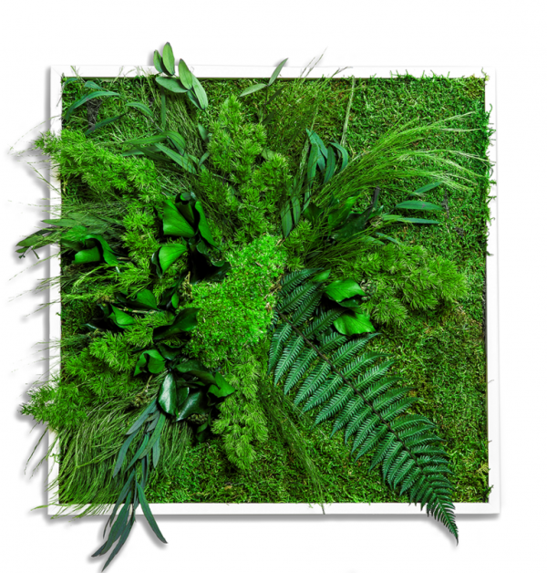 Machový obraz Stabilizovaný mach a rastliny