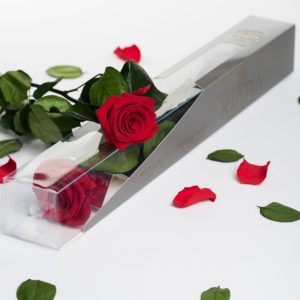 Stabilizovaná ruža DeLuxe 50 cm