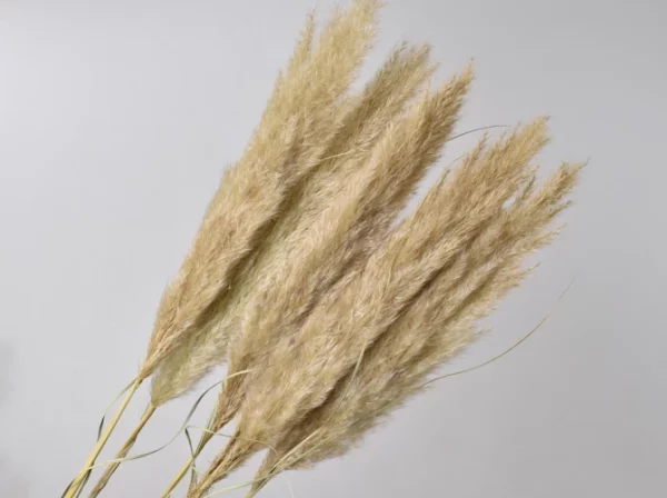 Sušená tráva Pampas prírodná