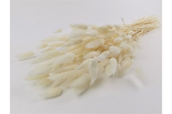 Sušená tráva Lagurus krémová