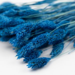 Sušená tráva Phalaris modrá