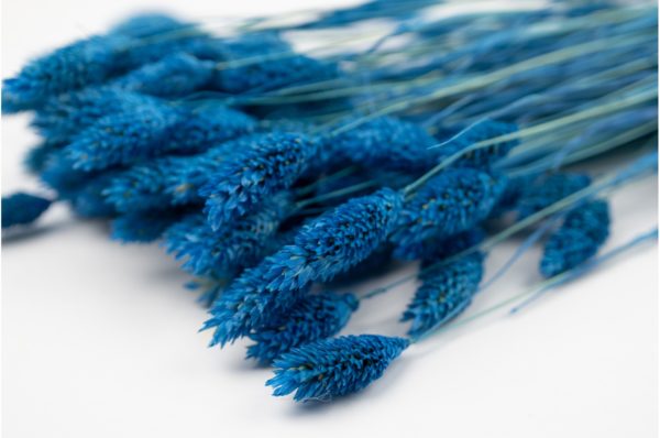 Sušená tráva Phalaris modrá