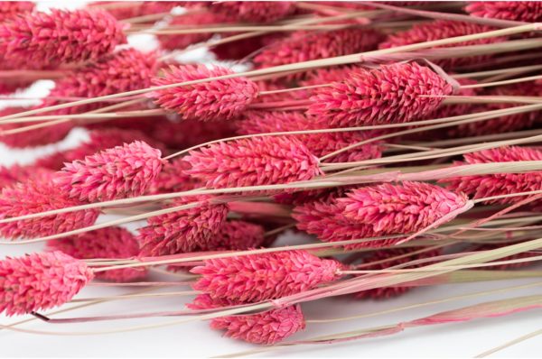 Sušená tráva Phalaris magenta