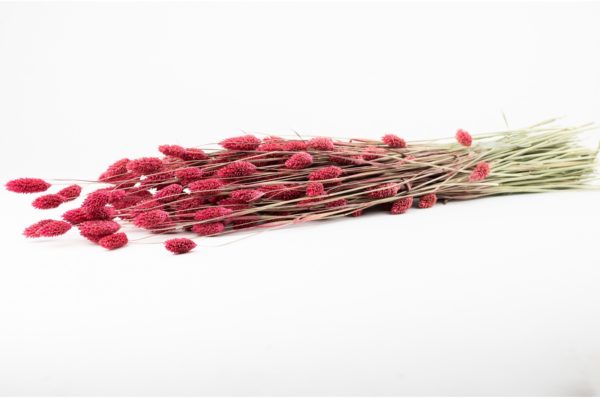 Sušená tráva Phalaris magenta