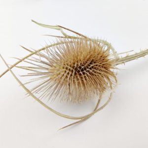 Sušené bodliaky Cardoon