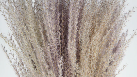 Sušená tráva Miscanthus prirodna zväzok 70 cm