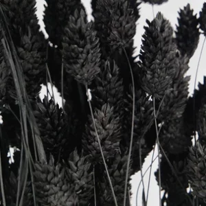 Sušená tráva Phalaris čierna
