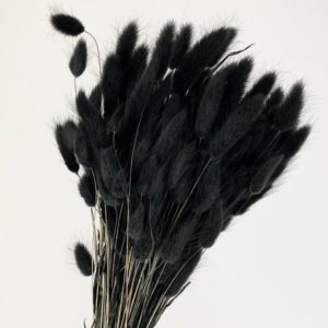 Sušená tráva Lagurus čierna