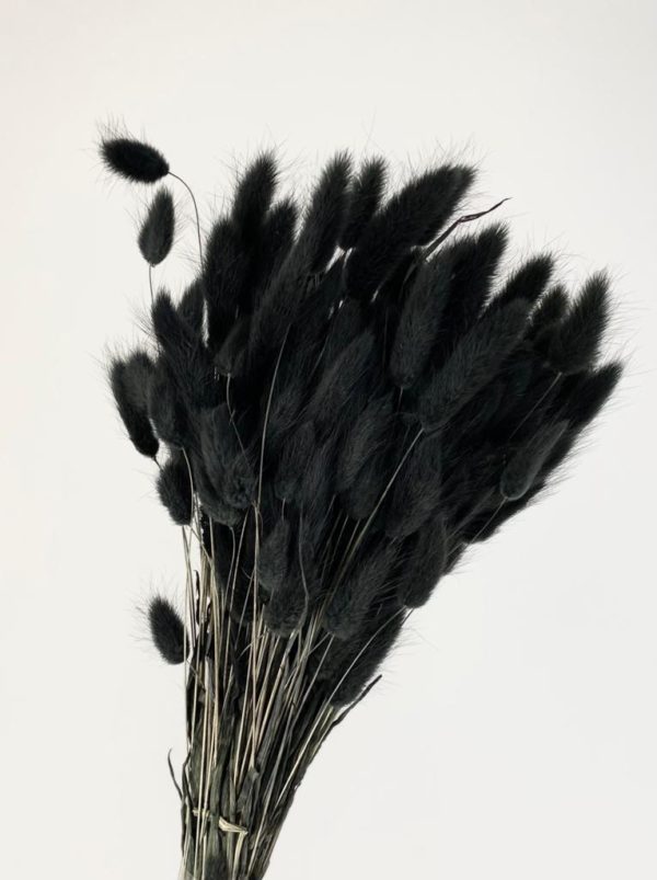 Sušená tráva Lagurus čierna