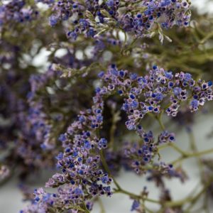 Sušené Limonium fialová