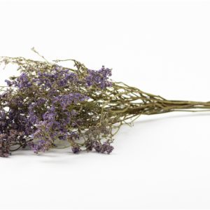 Sušené Limonium fialová