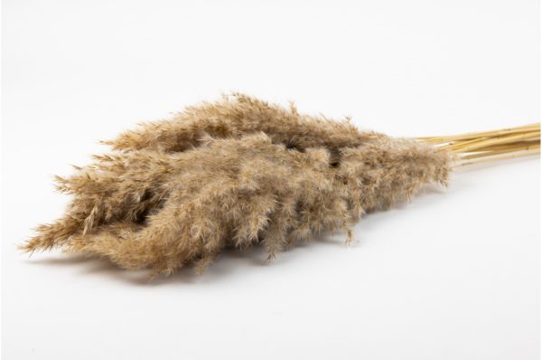 Sušená tráva Pampas prírodná zväzok 100 cm