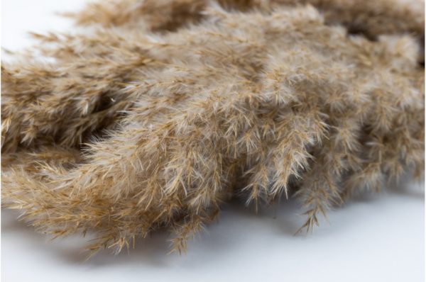 Sušená tráva Pampas prírodná zväzok 100 cm