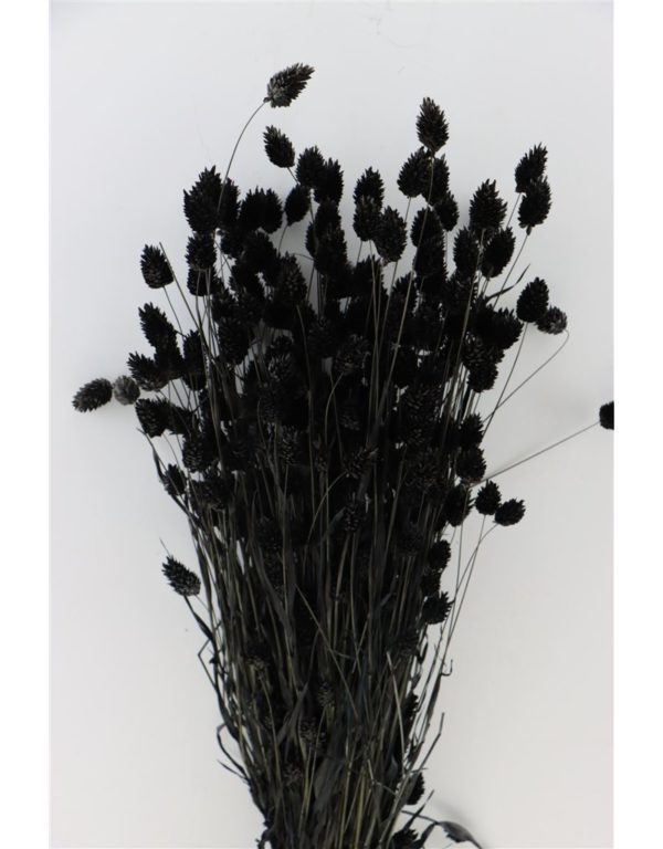 Sušená tráva Phalaris čierna