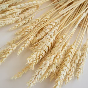Sušená pšenica prírodná