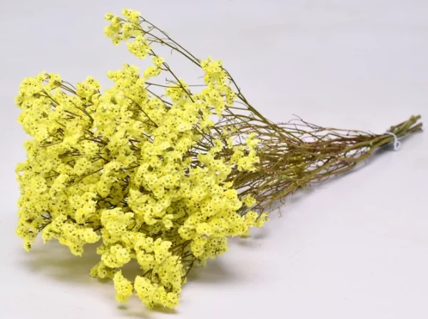 Limonium zlte