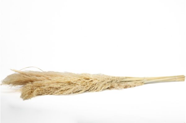 Sušená tráva Pampas prírodná 100 cm