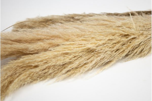 Sušená tráva Pampas prírodná 100 cm