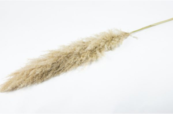 Sušená tráva Pampas svetlá 100 cm