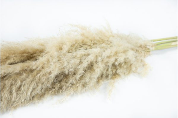 Sušená tráva Pampas svetlá 100 cm