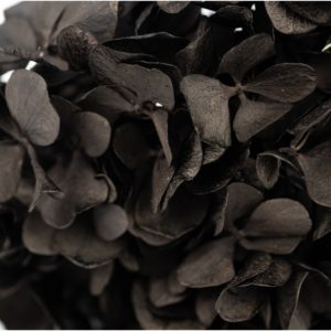 Stabilizovaná Hortnezia metalická čierna