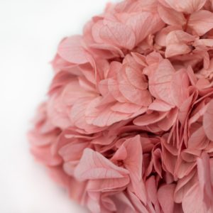 Stabilizovaná Hortnezia pastelovo ružová
