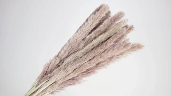 Sušená tráva Pampas Mini prírodná