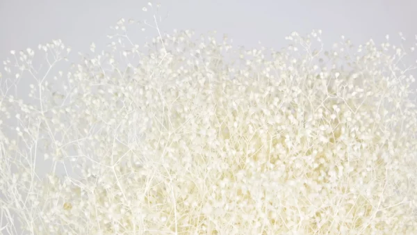 Stabilizovaná Gypsophila biela