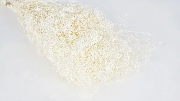 Stabilizovaná Gypsophila biela