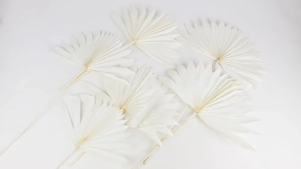 Palmové listy Sun biele