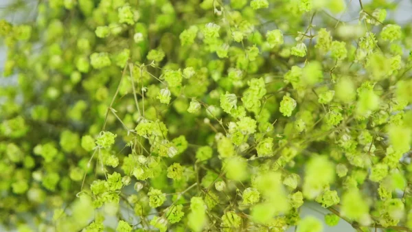 Stabilizovaná Gypsophila zelená