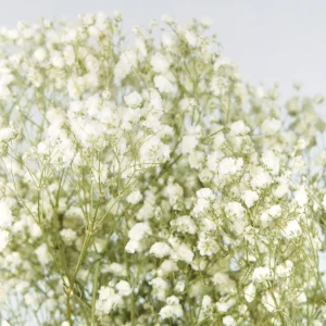 Stabilizovaná Gypsophila natural