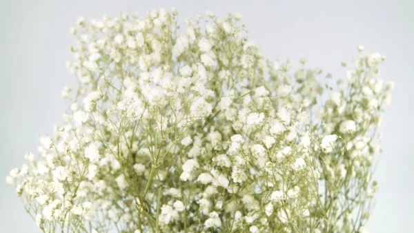 Stabilizovaná Gypsophila natural